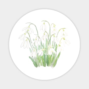 white snowdrop flower botanical watercolor painting Magnet
